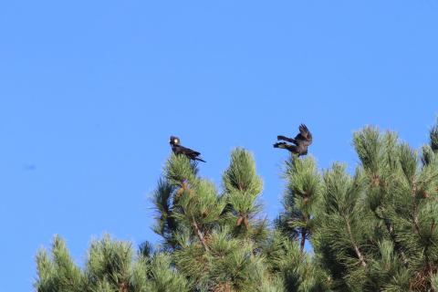Baudins Weißohr-Rabenkakadus
