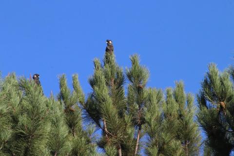 Baudins Weißohr-Rabenkakadus