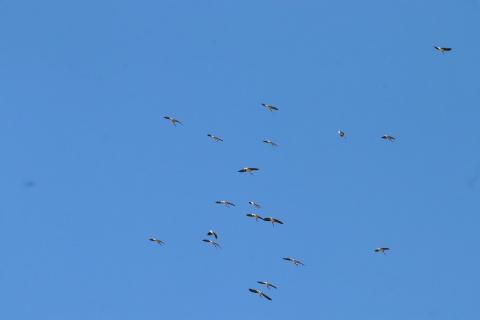 Ein Schwarm Molukkenibisse
