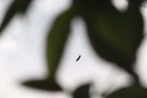 Vielleicht ein Adler?