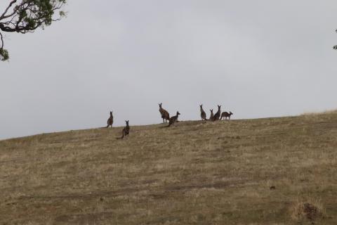 Westliche Graue Riesenkängurus