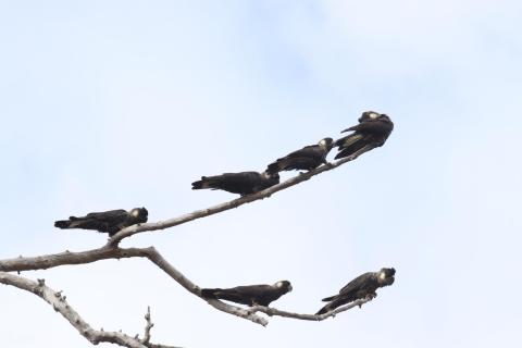 Carnabys Weißohr-Rabenkakadus