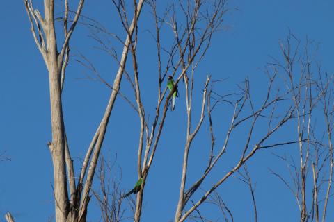 Twenty-Eight Parrot oder Ringsittich