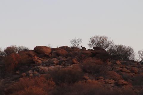 Finde das K&auml;nguru! 😁